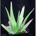 Aloe vera chinensis hybrid one-gallon pots