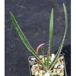 Aloe werneri 3-inch pots