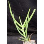 Aloe yemenica 4-inch pots