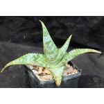Aloe zebrina (ammophila) 5-inch pots