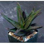 Aloe cv Black Gem 4-inch pots