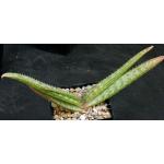 Aloe burgersfortensis 5-inch pots