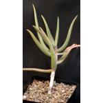 Aloe cremnophila one-gallon pots