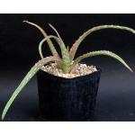 Aloe eumassawana one-gallon pots