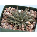 Aloe cv Pepe 4-inch pots