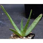 Aloe lateritia var. graminicola (WY 1103) 5-inch pots
