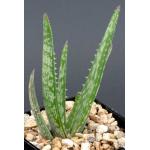 Aloe maculata 5-inch pots