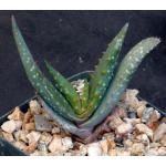 Aloe microstigma 4-inch pots
