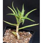 Aloe morijensis one-gallon pots