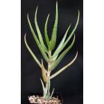 Aloe penduliflora (WY 1009) one-gallon pots