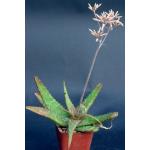 Aloe petrophila (ISI 2001-24) 4-inch pots