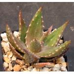 Aloe secundiflora (WY 1021) 4-inch pots