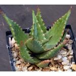 Aloe secundiflora (WY 1021) 5-inch pots