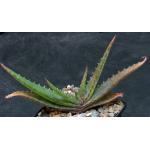 Aloe vogtsii 5-inch pots