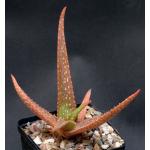 Aloe wilsonii 5-inch pots
