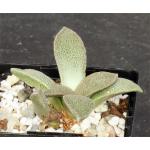 Aloinopsis rubrolineata 4-inch pots
