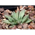 Aloinopsis orpenii 5-inch pots