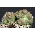 Cereus forbesii monstrose Ming Thing 4-inch pots