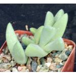 Cheiridopsis speciosa 4-inch pots