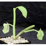 Cissus rotundifolia (WY 1134) 5-inch pots
