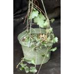 Cissus trifoliata 6-inch pots