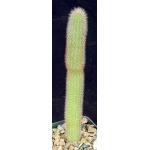 Cleistocactus baumannii 4-inch pots