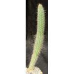 Cleistocactus tarijensis 4-inch pots