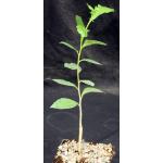 Commiphora glandulosa 5-inch pots