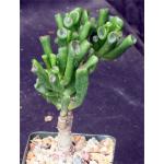 Crassula ovata cv ‘Gollum‘ 4-inch pots