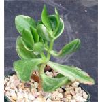 Crassula ovata cv ‘Tricolor‘ 5-inch pots