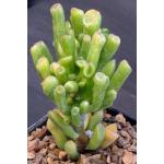 Crassula ovata cv ‘Gollum' 5-inch pots