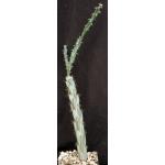 Cylindropuntia imbricata (double flowers) one-gallon pots