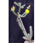 Cylindropuntia versicolor (yellow) one-gallon pots
