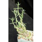 Delosperma crassum 4-inch pots