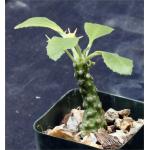 Dorstenia hybrid 2-inch pots