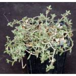 Drosanthemum hispidum 4-inch pots