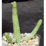 Echidnopsis dammanniana 4-inch pots