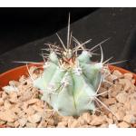 Echinocactus platyacanthus one-gallon pots