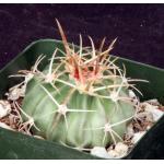Echinocactus texensis 4-inch pots