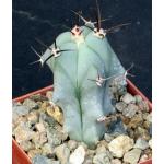 Echinocactus platyacanthus 3-inch pots