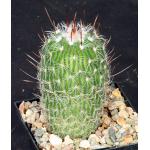 Echinofossulocactus zacatacacensis 5-inch pots