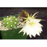 Echinopsis subdenudata cv ‘Fuzzy Navel‘ 4-inch pots
