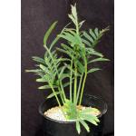 Encephalartos arenarius 6-inch pots