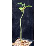 Erythrina madagascariensis 5-inch pots