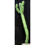 Euphorbia ingens (monstrose) 2-gallon pots