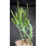 Euphorbia enterophora ssp. crassa one-gallon pots