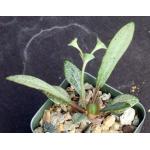 Euphorbia francoisii 2-inch pots
