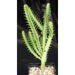 Euphorbia griseola ssp. zambiensis 5-inch pots