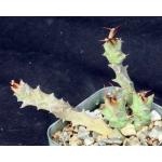 Euphorbia groenewaldii 2-inch pots
