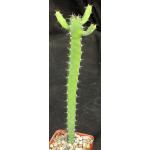Euphorbia inarticulata 4-inch pots
